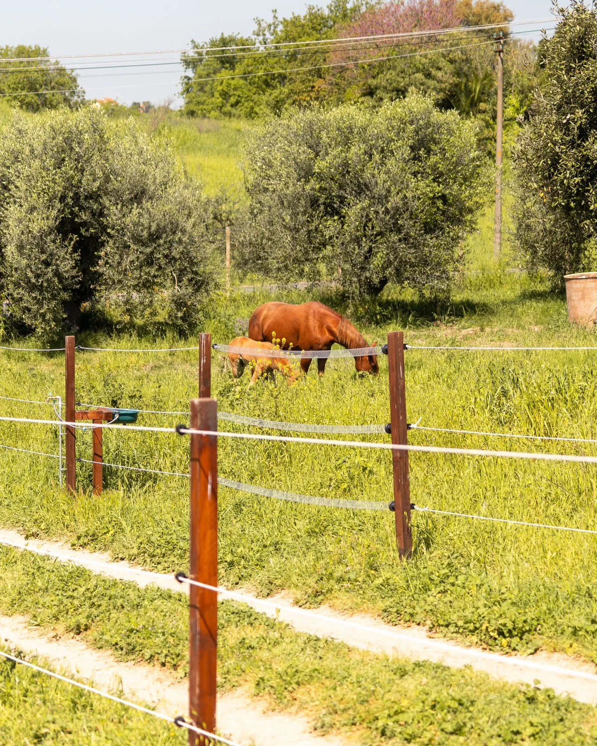 Pensione cavalli